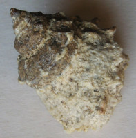 Tectarius padmiae, Dekkers & Ngh, 2021 NEW Specimen